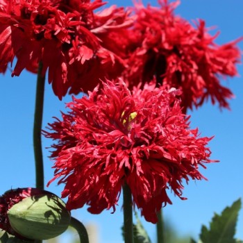 Mohn Crimson Feathers (Samen)