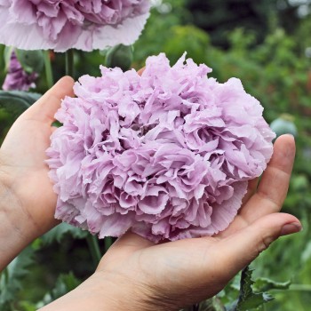 Mohn Lilac Peony (Samen)