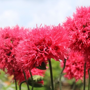 Mohn Rose Feathers (Samen)