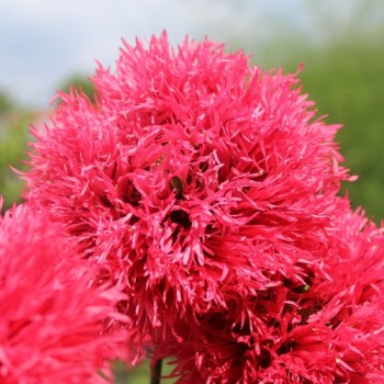 Mohn Rose Feathers (Samen)
