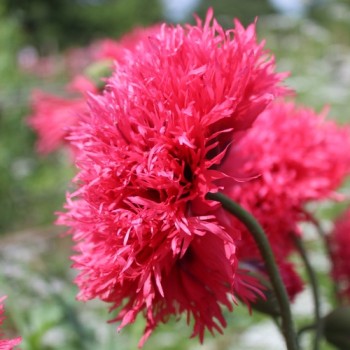 Mohn Rose Feathers (Samen)