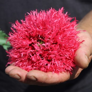 Mohn Rose Feathers (Samen)