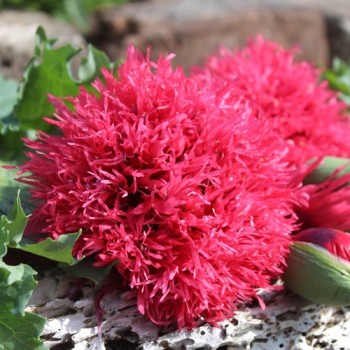 Mohn Rose Feathers (Samen)