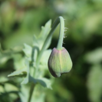 Mohn Rose Feathers (Samen)