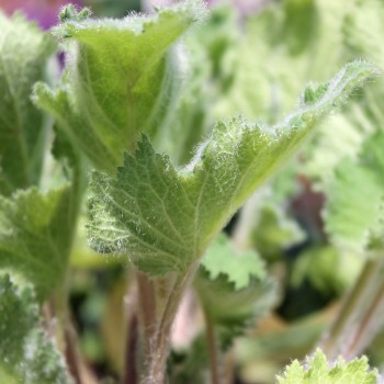 Mohnbrötchenblume (Samen)