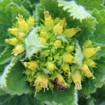 Mohnbrötchenblume (Samen)
