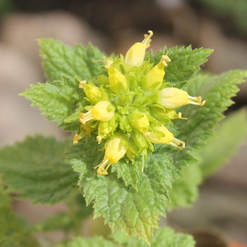 Mohnbrötchenblume (Samen)