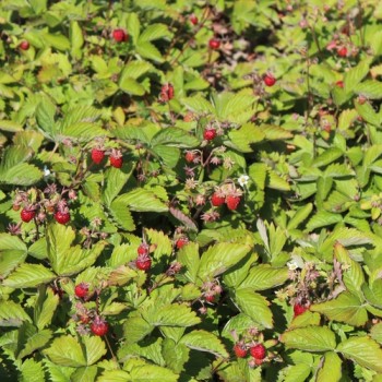 Monatserdbeere Attila (Samen)