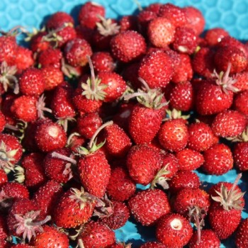 Monatserdbeere Attila (Samen)