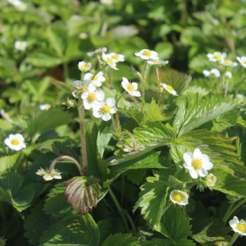 Monatserdbeere Attila (Samen)