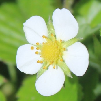 Monatserdbeere Attila (Samen)