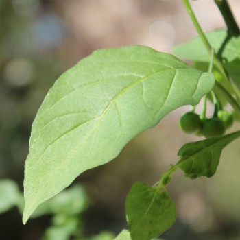 Morelle Verte (Samen)