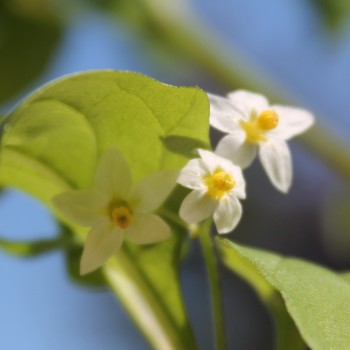 Morelle Verte (Samen)
