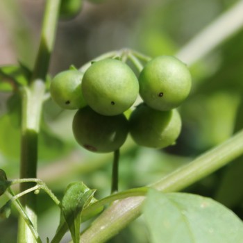 Morelle Verte (Samen)