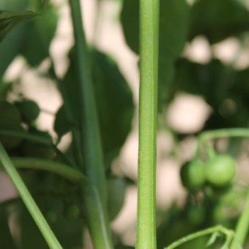 Morelle Verte (Samen)