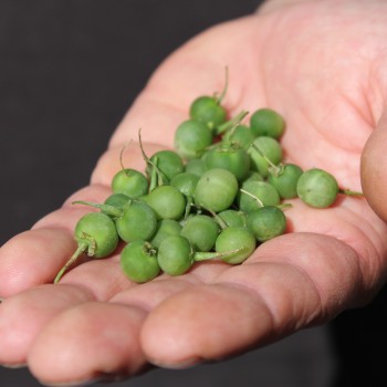 Morelle Verte (Samen)