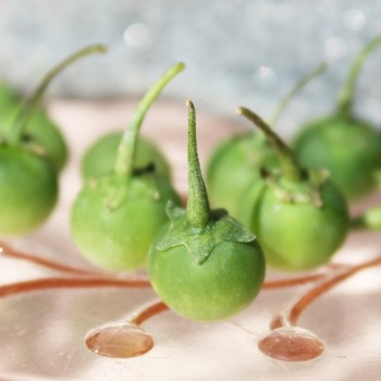 Morelle Verte (Samen)