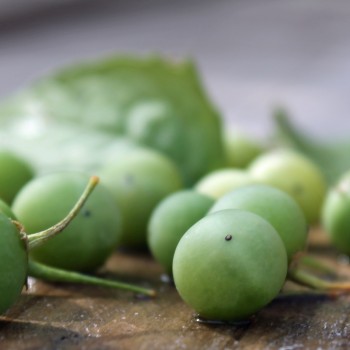 Morelle Verte (Samen)