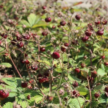 Moschuserdbeere (Samen)