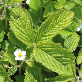 Moschuserdbeere (Samen)