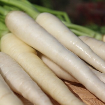 Möhre Lunar White (Samen)