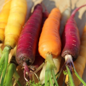 Möhre Rainbow Blend Mix (Samen)