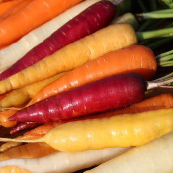 Möhre Rainbow Blend Mix (Samen)