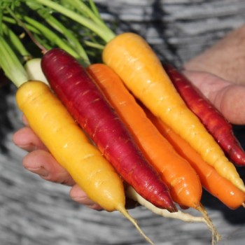 Möhre Rainbow Blend Mix (Samen)