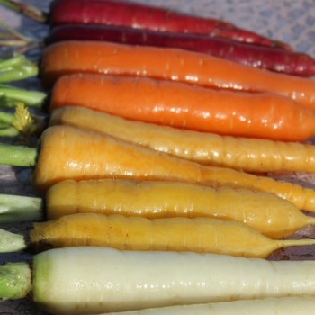Möhre Rainbow Blend Mix (Samen)