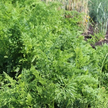 Möhre Rouge Sang (Samen)