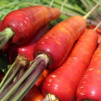 Möhre Rouge Sang (Samen)