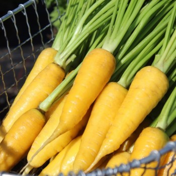 Möhre Solar Yellow (Samen)