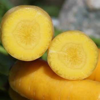 Möhre Solar Yellow (Samen)