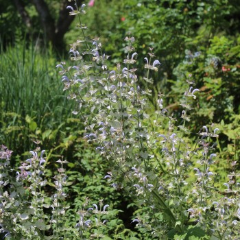 Muskatellersalbei rosa (Samen)