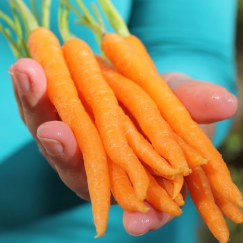 Möhre Little Fingers (Samen)