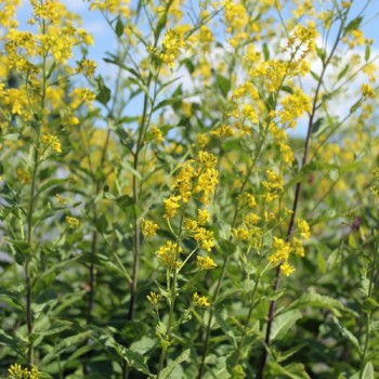 Nachtviole gelb (Samen)