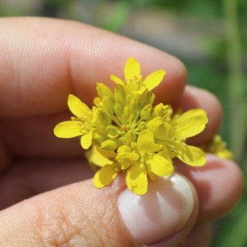 Nachtviole gelb (Samen)
