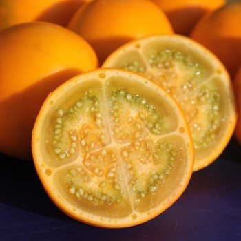 Naranjilla - Lulo (Samen)