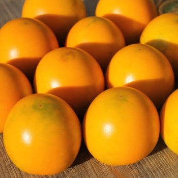 Naranjilla - Lulo (Samen)