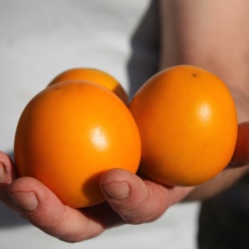 Naranjilla - Lulo (Samen)