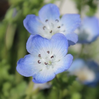 Nemophila Baby Blue Eyes (Samen)