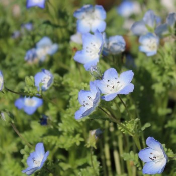 Nemophila Baby Blue Eyes (Samen)