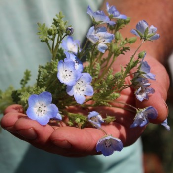 Nemophila Baby Blue Eyes (Samen)