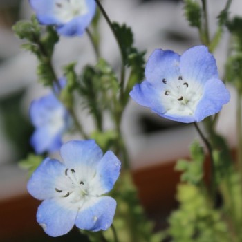 Nemophila Baby Blue Eyes (Samen)
