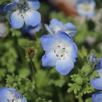 Nemophila Baby Blue Eyes (Samen)