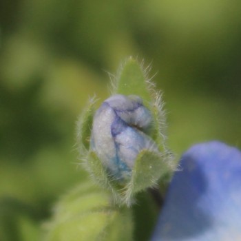 Nemophila Baby Blue Eyes (Samen)