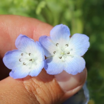 Nemophila Baby Blue Eyes (Samen)