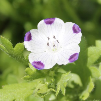 Nemophila Five Spot (Samen)