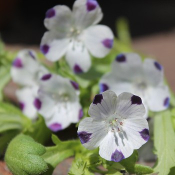 Nemophila Five Spot (Samen)