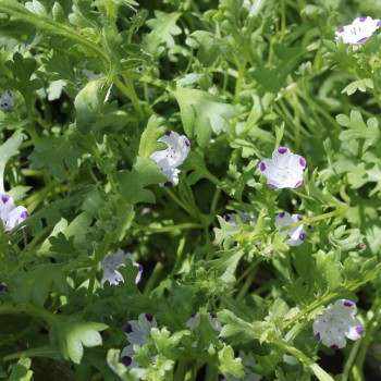 Nemophila Five Spot (Samen)